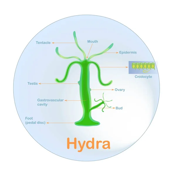 Anatomisches Strukturschema Der Hydra Für Den Schulbiologieunterricht Warenvektorillustration — Stockvektor