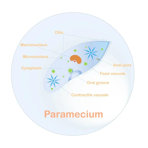 Esquema Estrutura Paramecium Para Aulas Biologia Escolar Ilustração Vetorial Estoque — Vetor de Stock