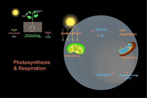 Schemat Fotosyntezy Oddychania Ręcznie Rysowany Wektor Biologiczny Ilustracji Wektora Czarno — Wektor stockowy