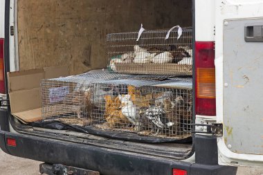 Zavallı tavuk kafeste