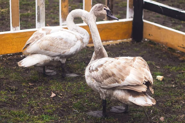 Cisnes lindos no zoológico — Fotografia de Stock
