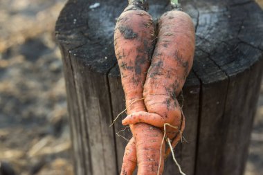 Havuç güdük üzerinde birkaç