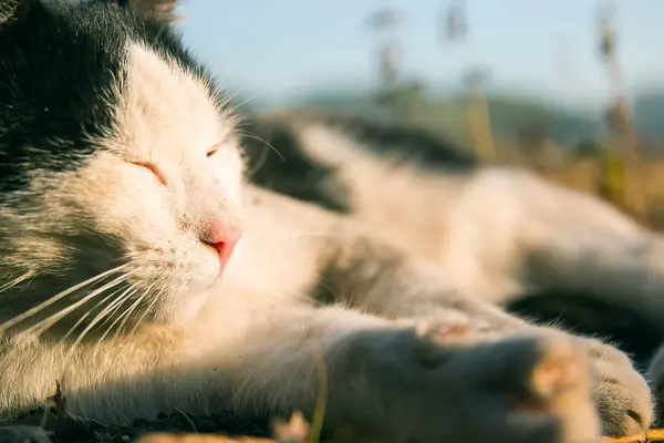 Cute kitten at sunrays — Stock Photo, Image