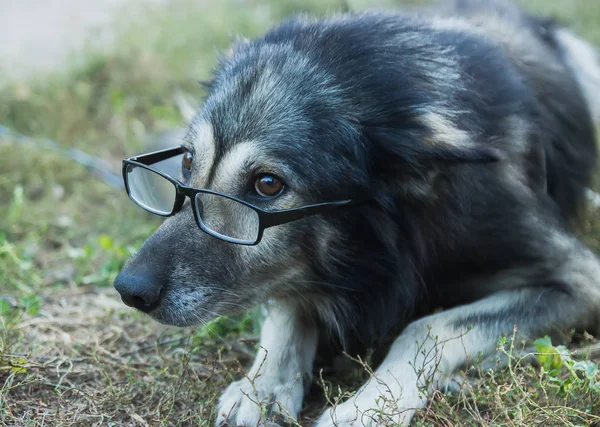 Stary mądry pies niewinny w okularach — Zdjęcie stockowe