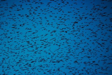 Flock of birds swarming on blue sky. clipart