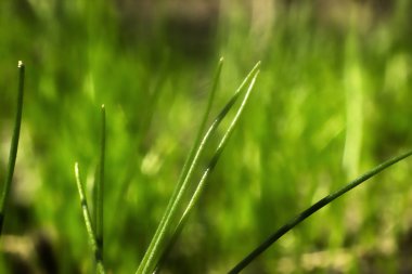 Grup yeşil büyüyen out lahanası