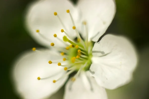 Квіти макро навесні — стокове фото
