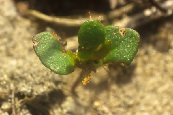 Água na folha verde após o inverno — Fotografia de Stock