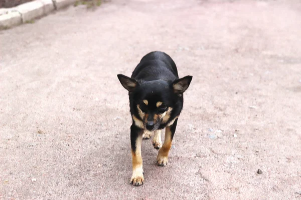 悲しい街を見ての野良犬 — ストック写真