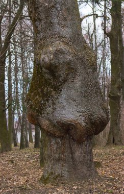 Garip hastalık ile kalın ağaç gövde