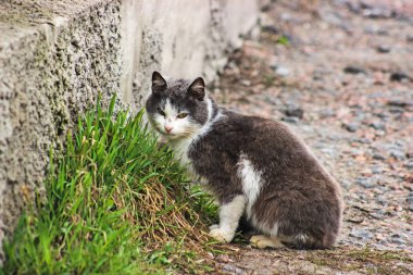 kedi yemek çimen building yakınındaki