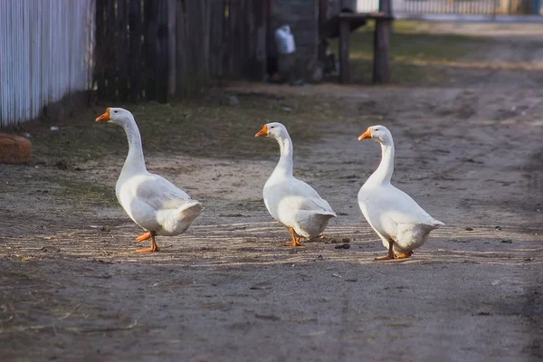 Trois cygnes marchant aorund la rue — Photo