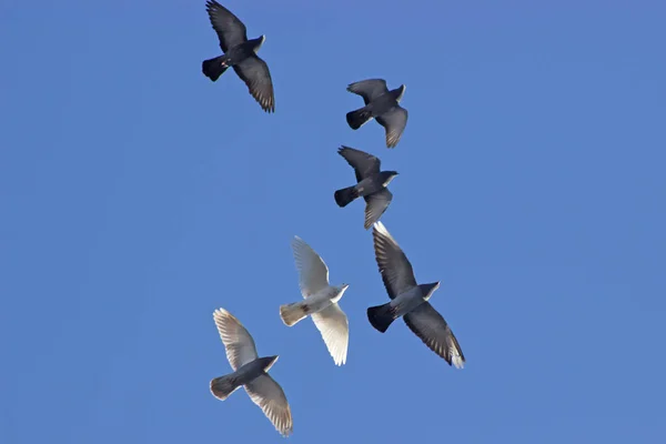 Stormo di uccelli brulicante di cielo blu . — Foto Stock