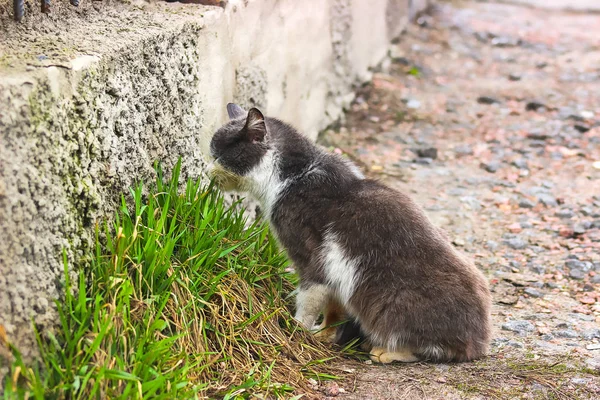 猫は、建物の近くの草を食べる — ストック写真