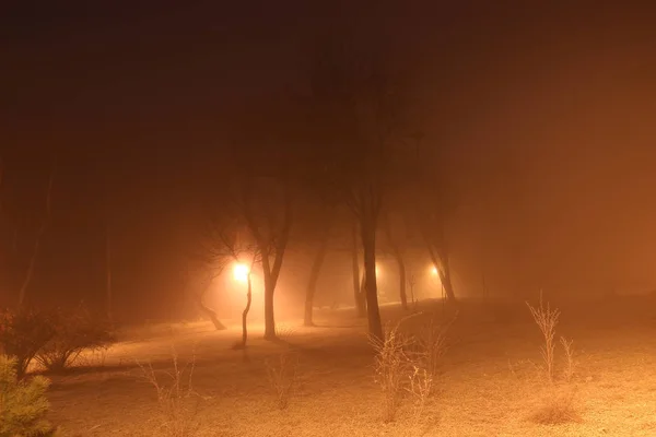 Nocne drzewa w mgle — Zdjęcie stockowe