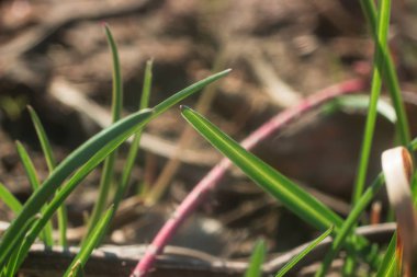 Bahar çimen güneşli