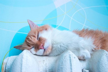 Güzel kedi pil odasında yatıyor