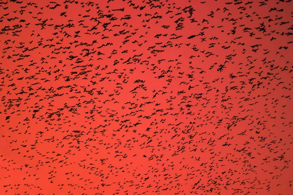 Hejno ptáků rojení na oranžové nebe. — Stock fotografie