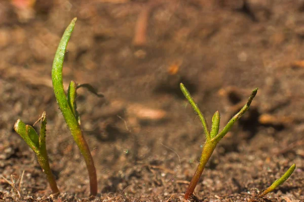 Grama de primavera no dia ensolarado — Fotografia de Stock