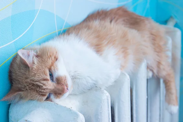 Güzel kedi pil odasında yatıyor