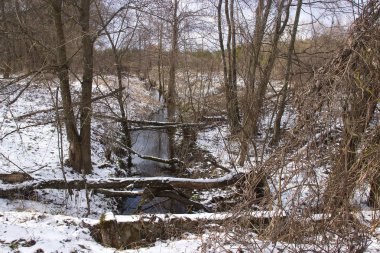 ülkede ağaçlar bahar orman kar ile kaplı