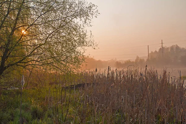 Sunrise a mocsárban Ködös reggel — Stock Fotó