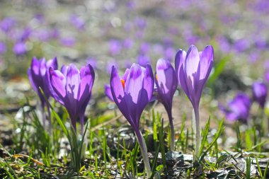 Karpat dağ dağ çiçeği