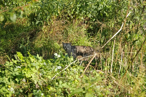 Gatto rabbioso nei cespugli — Foto Stock