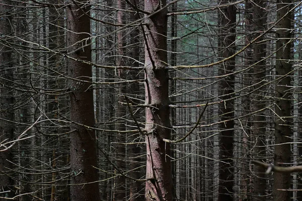 Fenyő fatörzsek az erdő — Stock Fotó