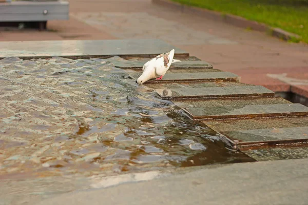 Римские голуби пьют воду из фонтана — стоковое фото