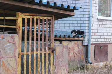 Kızgın kedi closeup