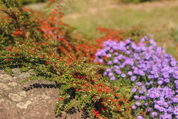 Rosa púrpura flores venosas de la gloria de la mañana en primavera —  Fotos de Stock