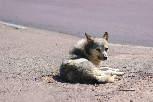 Solitario cane randagio senzatetto sul marciapiede — Foto Stock