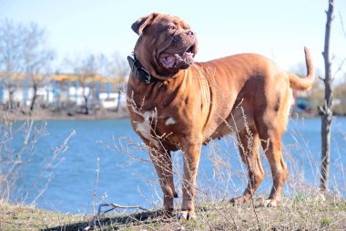 Dogue De ormanın yürüyüş Bordeaux