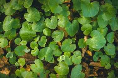 Yaprak yeşil doku, orman bitki arka plan