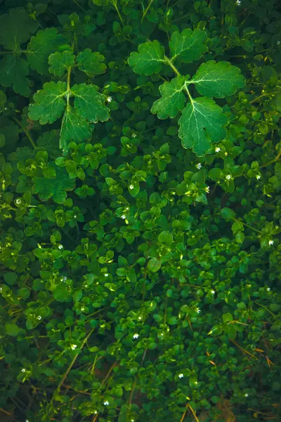 Текстура зеленого листя, фон з водяної лілії — стокове фото