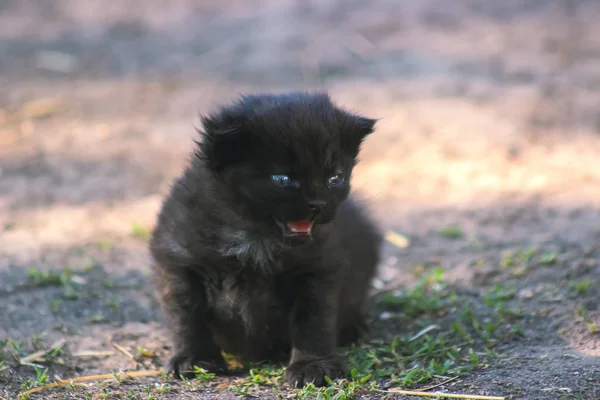 Cute kitten crying — Stock Photo, Image