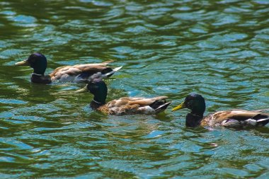 Lily arasında balık avı ördek