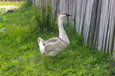 Beyaz kaz, eksik closeup