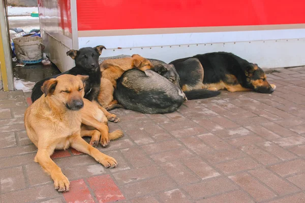 Perros callejeros en la calle hace miedo — Foto de Stock