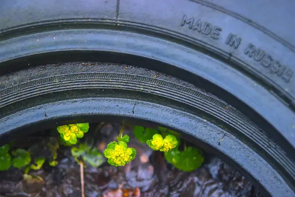 Giallo opposto foglia d'oro Saxifrage all'interno del pneumatico — Foto Stock