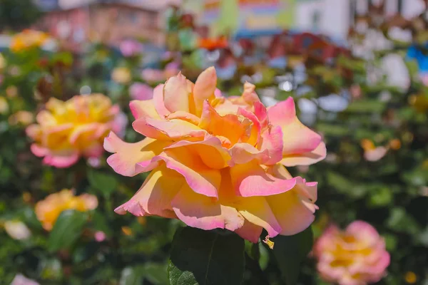 Pink rose flowers on the bush garden in summer — Stock Photo, Image