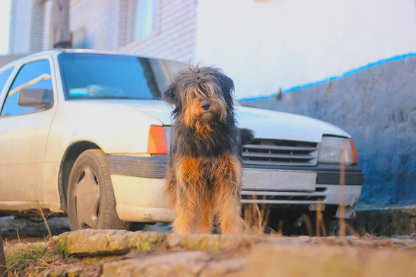 Ensam hemlös hund stanna på trottoaren på våren — Stockfoto