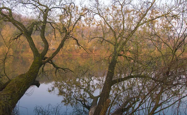 Wschód Słońca w mglisty poranek w bagnie — Zdjęcie stockowe