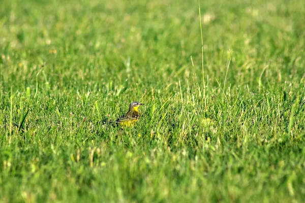 Fågel i gräset — Stockfoto