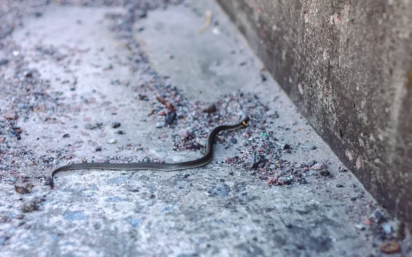 Pequena cobra de água em asfalto — Fotografia de Stock