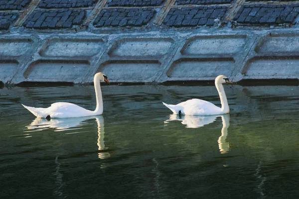 Cisnes lindos no rio — Fotografia de Stock