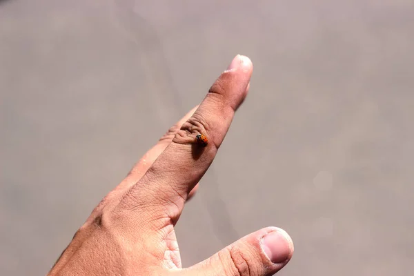 Joaninha manchada de vermelho ou joaninha em cima de um dedo humano — Fotografia de Stock