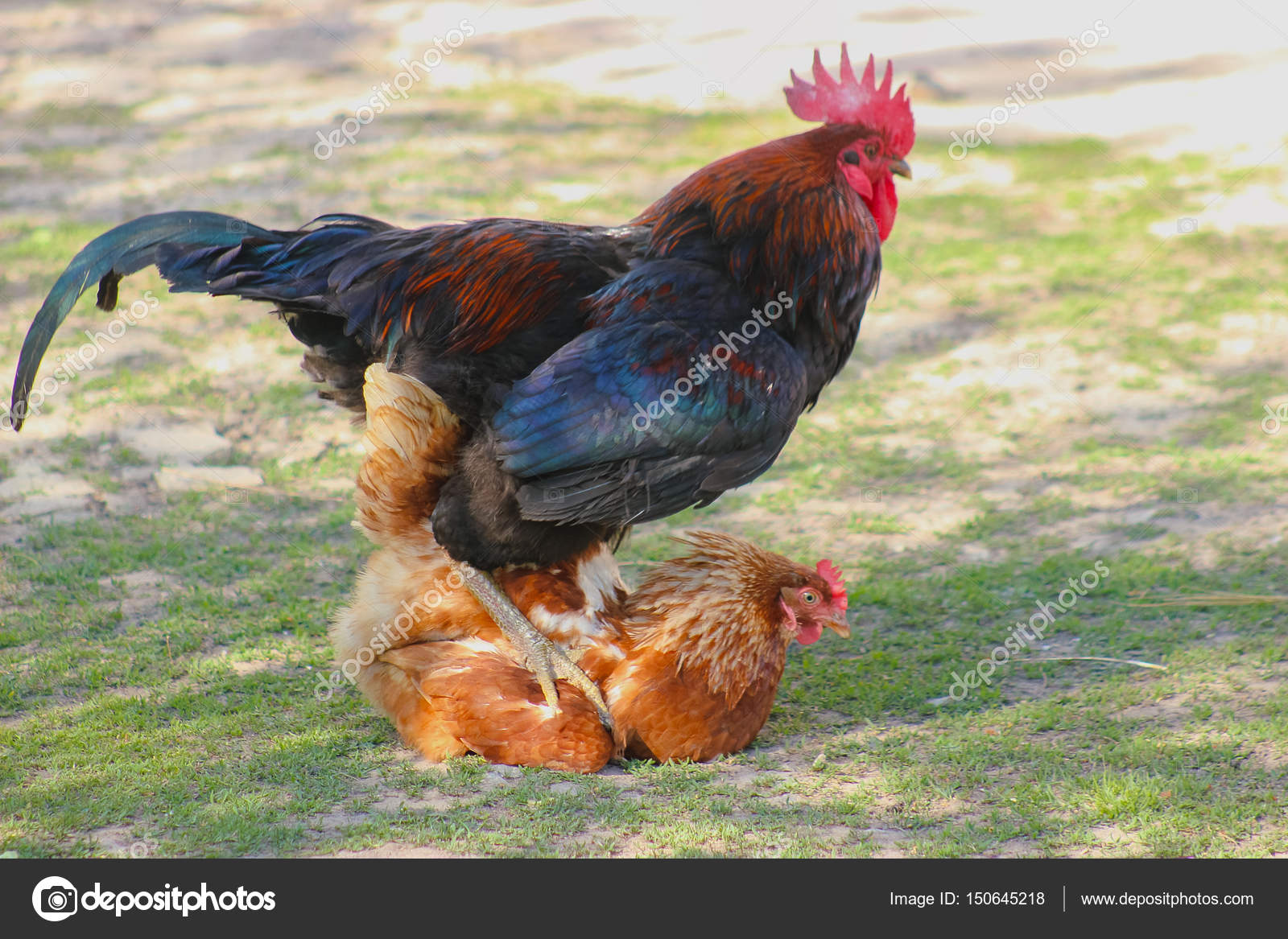 Rooster sex