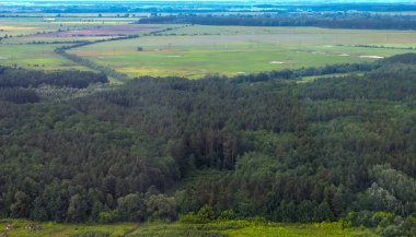 Çayırda çam ormanının havadan görünümü